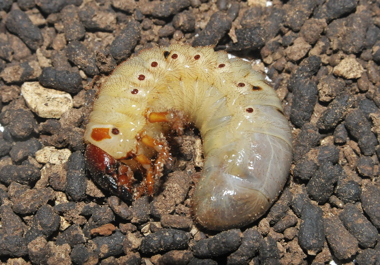 Larva misteriosa... Oryctes nasicornis